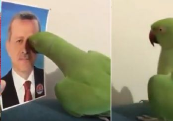 Bu papağan Tayyip Erdoğan hayranı