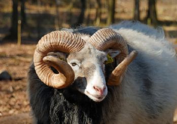 Kurban kesmenin metafizik temelleri
