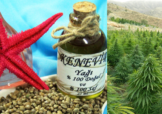 Kenevir'e ilgi artıyor