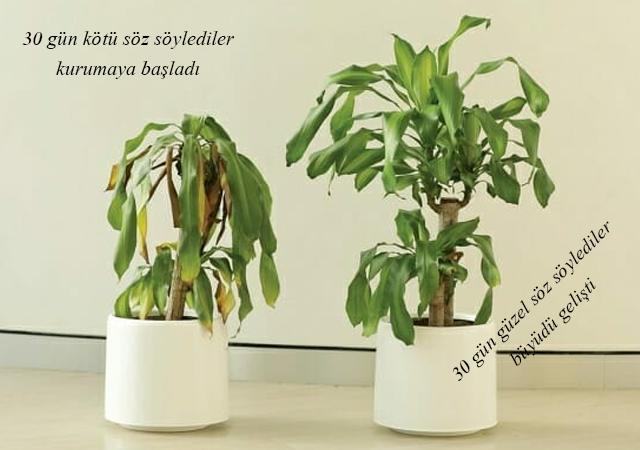 30 gün sövdüler öldü, övdüler büyüdü