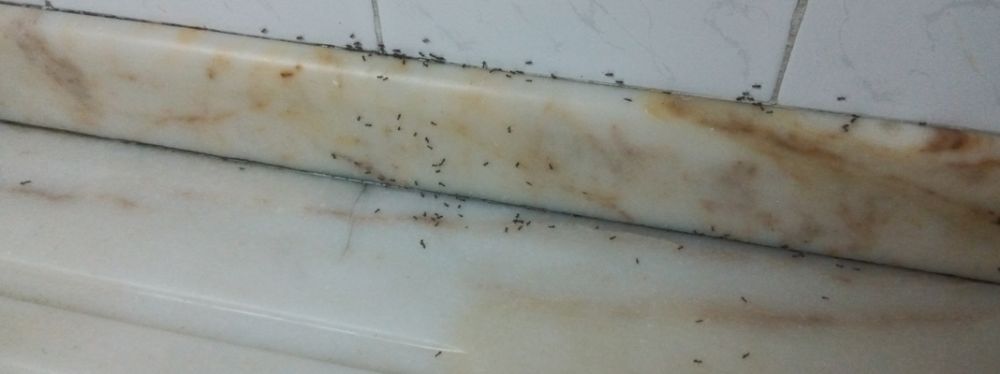 Evinizi mesken edinen karıncalardan kurtulmanın pratik yolu