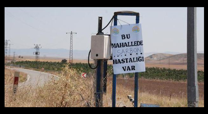 İthal hayvanlarda şarbon alarmı?