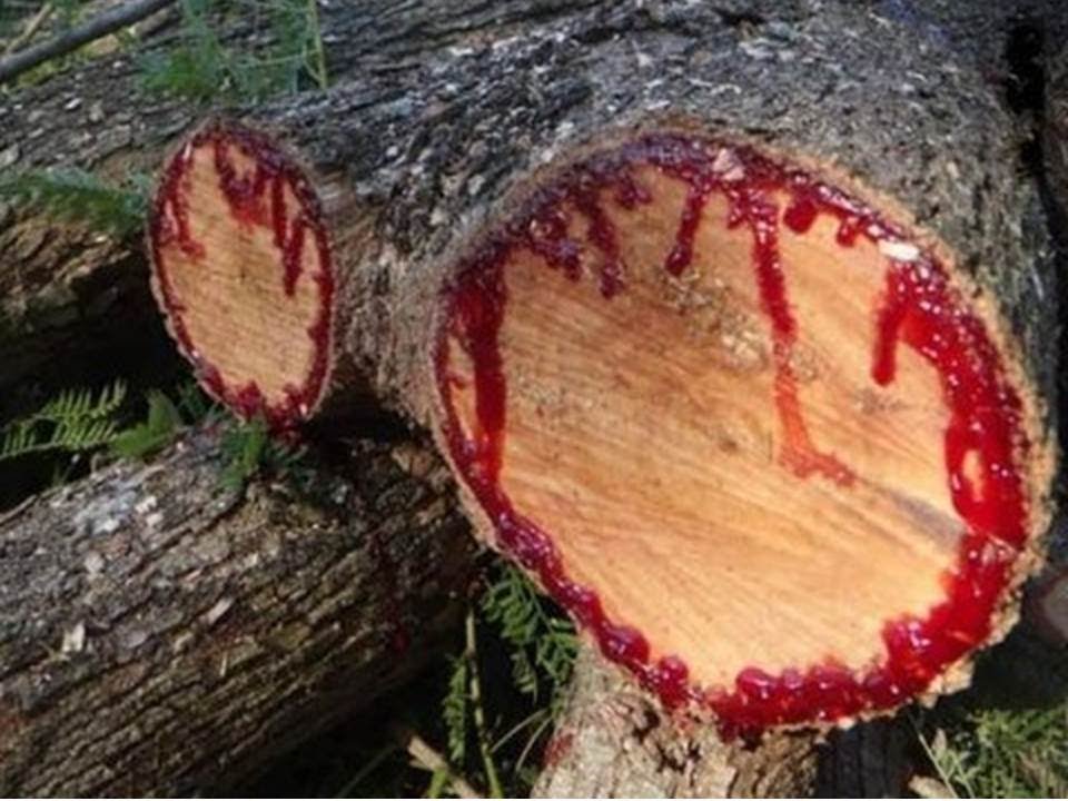 Ejder Kanı ağacı görenleri hayran bırakıyor